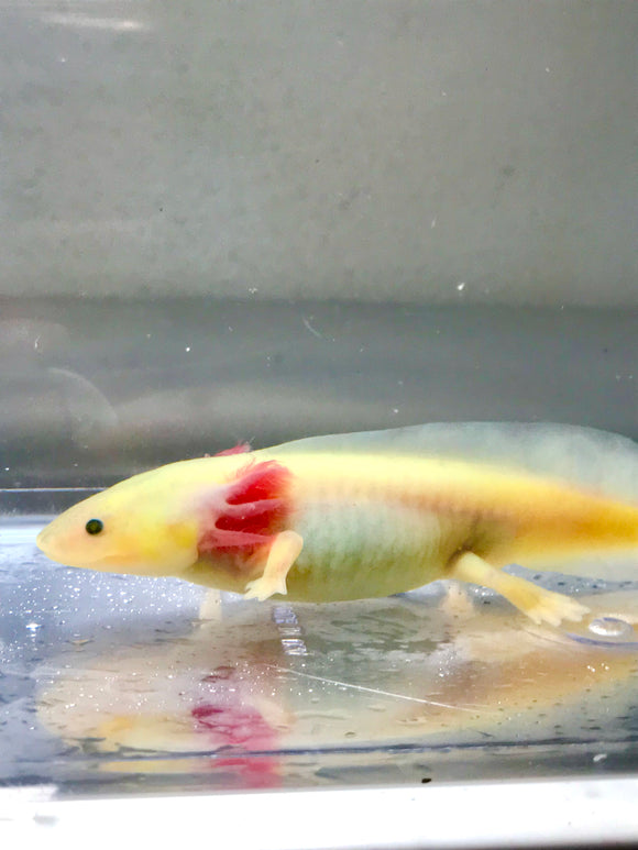 Sub Adult GFP Lucy/Leucistic #12 (Possible Female)