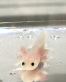 Fused Gill Clean Leucistic (Lucy) #2 PET ONLY READ DISCLAIMER