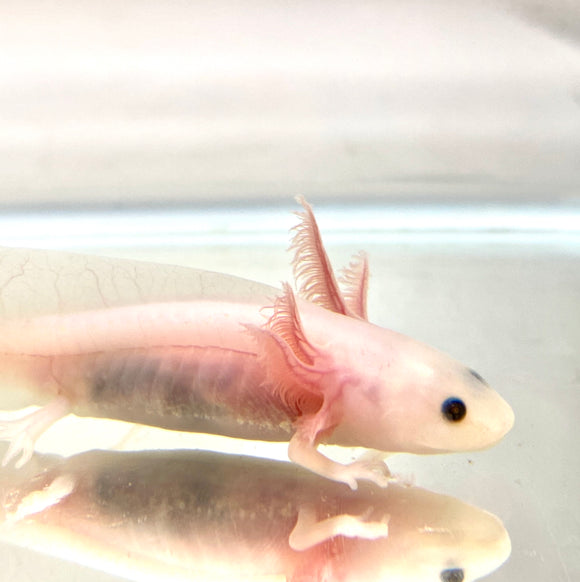 Clean Lucy/Leucistic baby #18