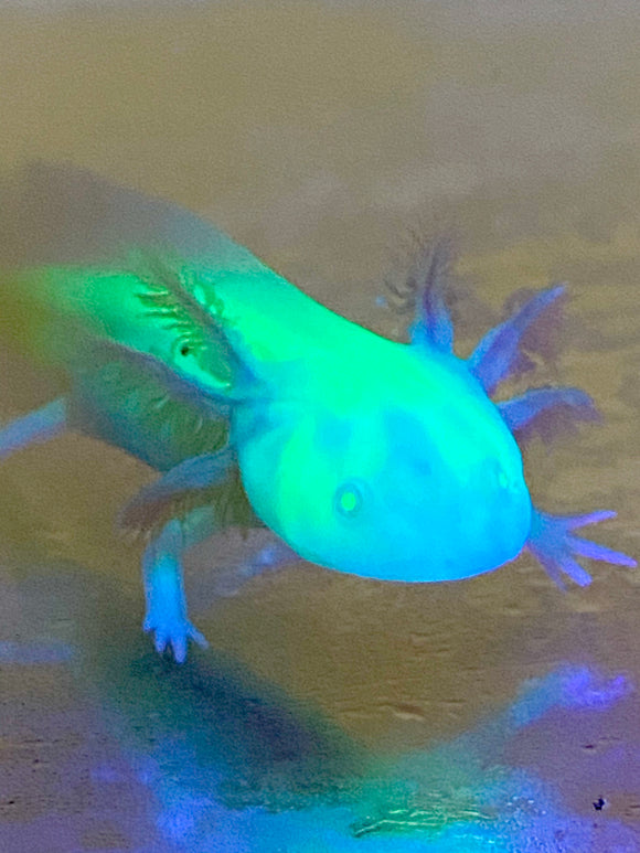 GFP Albino (READ SPECIAL DISCLAIMER) PET ONLY!
