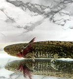 Gfp Green Hybrid Axolotl/Andersoni #1 (HOLDBACK COLLECTION)(ULTRA RARE)