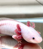 Adult Male Pink Lucy/Leucistic #1