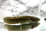 Gfp Green Hybrid Axolotl/Andersoni #1 (HOLDBACK COLLECTION)(ULTRA RARE)