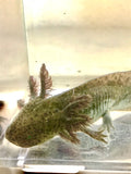 GFP High Iridophore Green Wild Sub Adult #3 (6.5-inches)