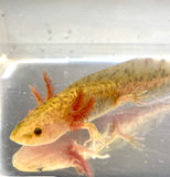 Ivy's Choice Bronzed Copper Axolotl baby! (2.5-4 inches) NEW February 2021 WAITLIST! LIMITED STOCK!