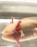 Ivy’s Choice Yellow Melanoid Albino baby with Fluffy Gills! (2.5-4 inches)(RARE)(ONLINE EXCLUSIVE) NEW May 2021 LIMITED STOCK!