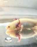 Clean Gfp Blue Gilled Lucy/Leucistic #1