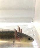 GFP Melanoid Axolotl #2