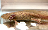 Adult Female Bronzed Copper (HOLDBACK COLLECTION)