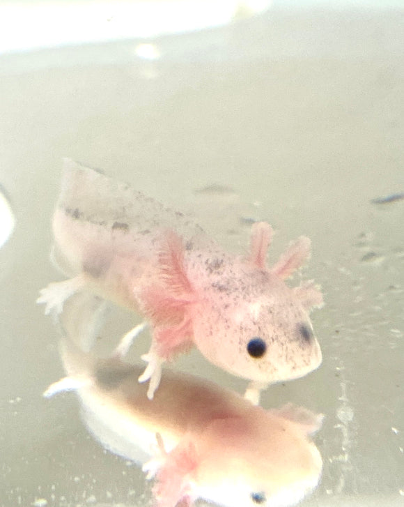 Dirty Lucy/Leucistic baby #2 (RARE)(ONLINE EXCLUSIVE)