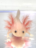 Ivy’s Choice Pink Lucy baby with Fluffy Gills! (2.5-4 inches) NEW Late October 2021 WAITLIST! LIMITED SPOTS!