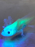 Slightly Freckled GFP Leucistic (Lucy) #1