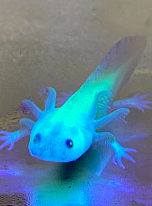 Dirty GFP Leucistic (Lucy) #3