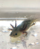GFP Melanoid Axolotl #2
