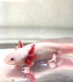 Confirmed Adult Male Freckled Lucy/Leucistic #1 (SPECIAL READ DISCLAIMER)