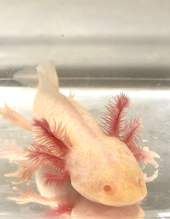 Ivy’s Choice Yellow Melanoid Albino baby with Fluffy Gills! (2.5-4 inches)(RARE) LIMITED STOCK! LAST FEW!