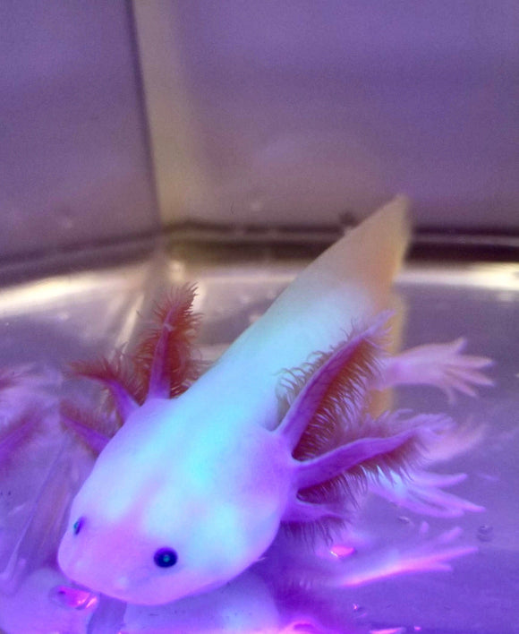 Ivy's Choice Highlight GFP Lucy with Fluffy Gills! (2.5-4 inches) COMING Late December 2022! LIMITED SPOTS!
