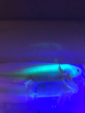 Blue Gilled Highlight GFP Lucy #1