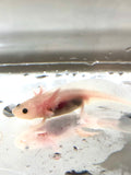 Freckled Lucy/Leucistic #2