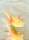 Fluffy Gilled GFP Albino Baby #1