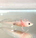 Dirty Lucy/Leucistic baby #2 (RARE)(ONLINE EXCLUSIVE)