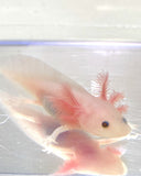 Ivy’s Choice Pink Lucy baby with Fluffy Gills! (2.5-4 inches) NEW Mid December 2021 WAITLIST! LIMITED SPOTS!