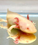 Albino Melanoid Male Sub Adult #1 (Pink Eyes)