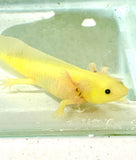 Sub Adult Highlight GFP Black Gilled Lucy
