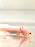 Blue Gilled Pink Lucy/Leucistic Axolotl #1