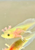 Slightly Freckled GFP Leucistic (Lucy) #5
