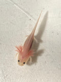Clean Lucy/Leucistic (Lucy) #7