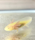 Fluffy Gilled GFP Albino Baby #4