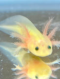 Ivy's Choice Highlight GFP Lucy with Fluffy Gills! (2.5-4 inches) COMING Late January 2023! LIMITED SPOTS!
