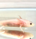 Clean Lucy/Leucistic baby #13