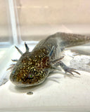 Adult Female GFP Starburst Wild (RESERVED)