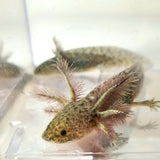 Ivy’s Choice Green Wild Type with Fluffy Gills! (2.5-4 inches) LIMITED STOCK!