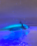 GFP Melanoid Axolotl #5
