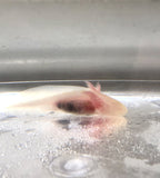 Ivy’s Choice White Albino baby with Fluffy Gills! (2.5-4 inches) LIMITED STOCK