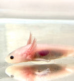 Clean Lucy/Leucistic baby #12