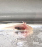 Ivy’s Choice White Albino baby with Fluffy Gills! (2.5-4inches) LIMITED STOCK