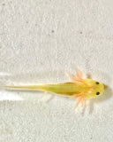 Freckled GFP Leucistic (Lucy) Baby #2
