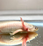SUPER Dirty Leucistic/Lucy #7 (SUPER RARE)(Sub Adult)(HOLDBACK COLLECTION)