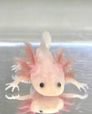 Ivy’s Choice Pink Lucy baby with Fluffy Gills! (2.5-4 inches) NEW LATE January 2022 WAITLIST! LIMITED SPOTS!