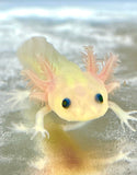 GFP Melanoid Lucy (No Eye Rings) (READ SPECIAL DISCLAIMER) PET ONLY!