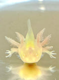 Fluffy Gilled GFP Albino Baby #2