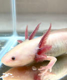 Black Gilled Lucy/Leucistic #1 (SUPER RARE)(HOLDBACK COLLECTION)(SUB ADULT)