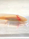 Sub Adult GFP Albino with Forked Gill #1