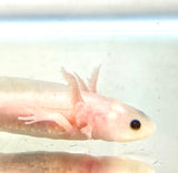 Clean Lucy/Leucistic baby #22
