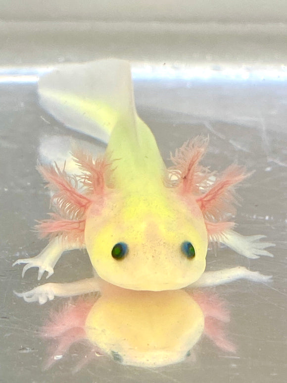 Highlight Freckled GFP Leucistic (Lucy) #2