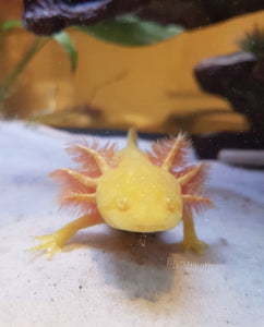 Ivy’s Choice Sunrise Golden Albino baby (2.5-4 inches) Late November 2021 Waitlist! LIMITED SPOTS!